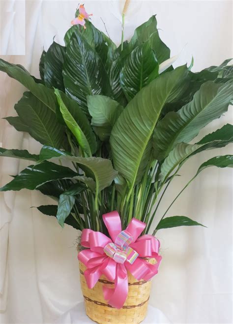 plants for funeral|popular potted plants for funerals.